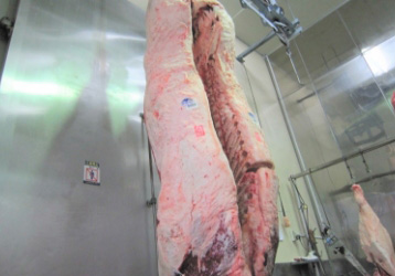 解体検査を経て、鹿児島から枝肉が入荷